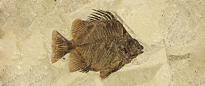 Bolca (VR) - Museo dei Fossili